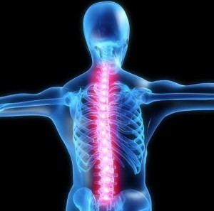 spine