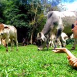 4 Compelling Reasons to Finally go Vegan