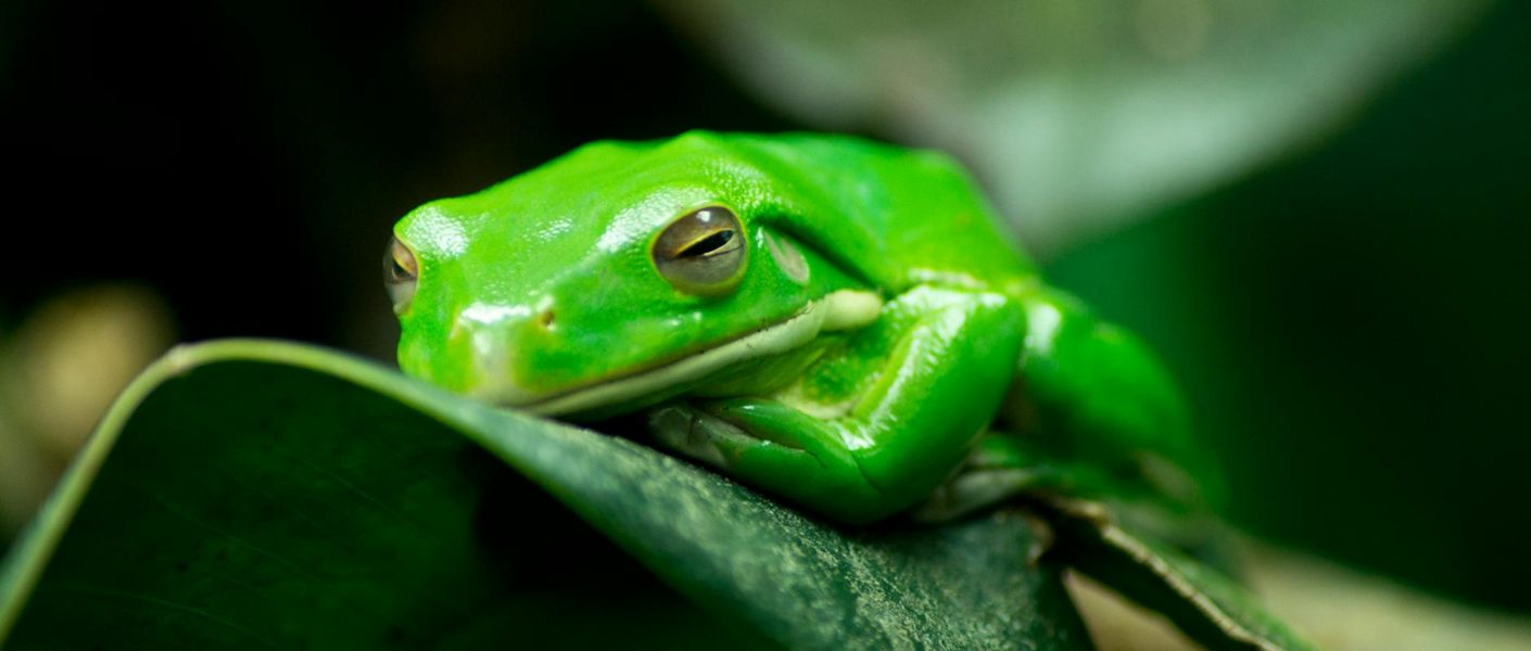 tree frog resting on green leaf