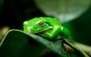 tree frog resting on green leaf