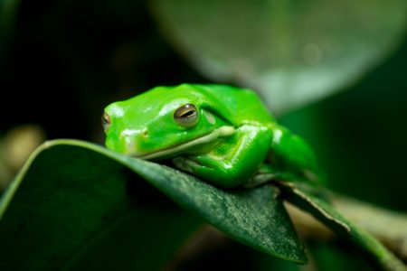 tree frog resting on green leaf