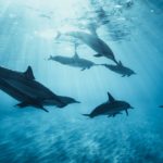 Universal Expression