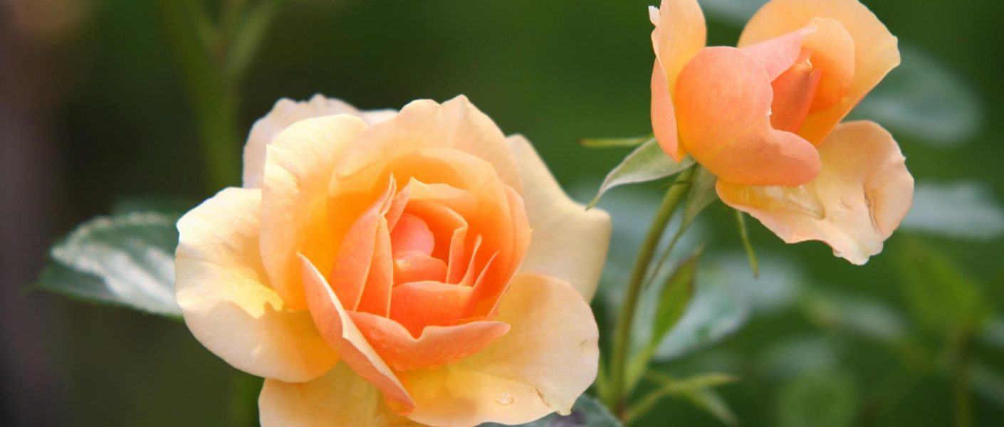 orange rose flower in bloom during daytime