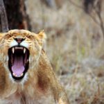 nature summer yellow animal