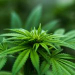 shallow focus photography of cannabis plant
