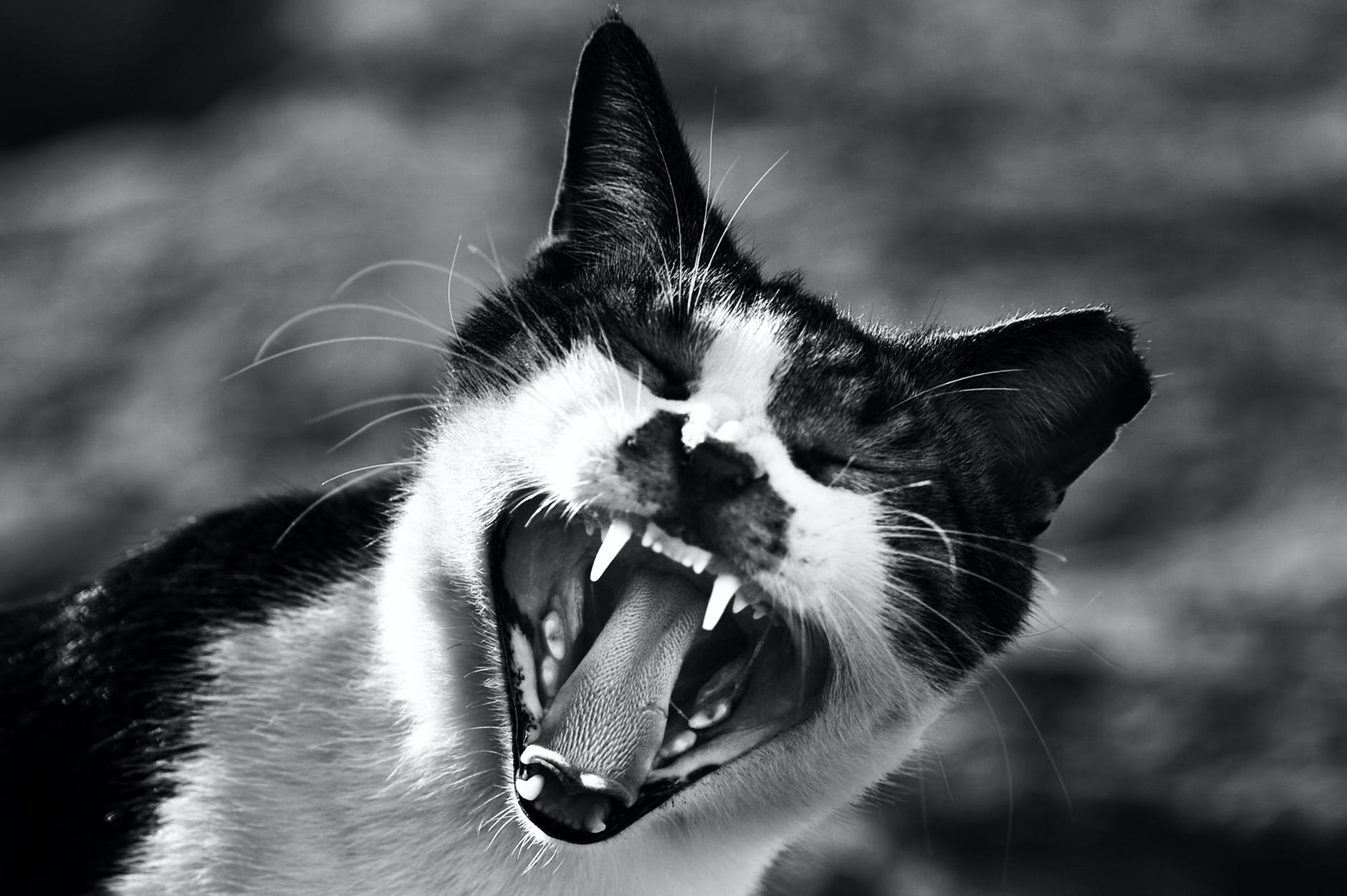 gray scale photo of cat showing mouth