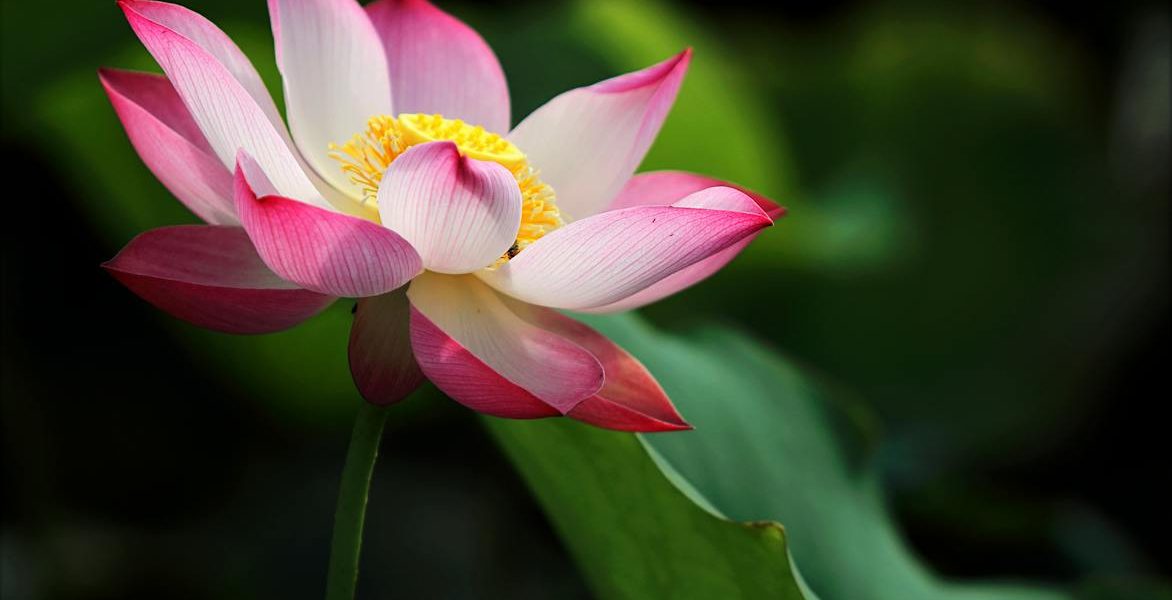 shallow focus photo of pink and white petaled flower