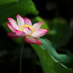 shallow focus photo of pink and white petaled flower