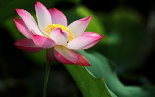 shallow focus photo of pink and white petaled flower