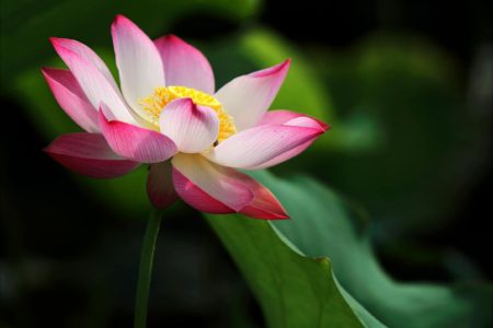 shallow focus photo of pink and white petaled flower