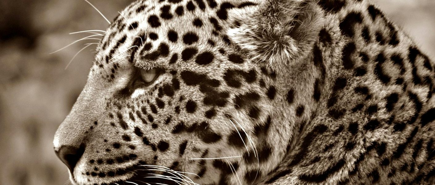 white and black animal