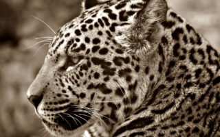 white and black animal