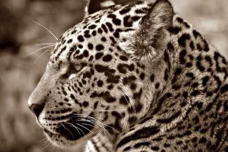 white and black animal