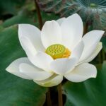white blooming lotus flower