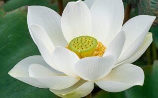 white blooming lotus flower