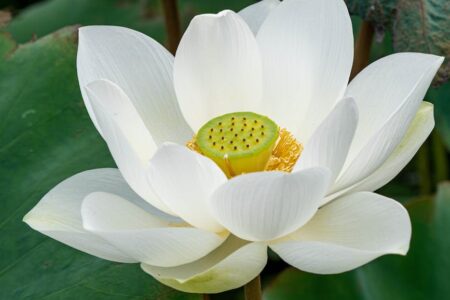 white blooming lotus flower