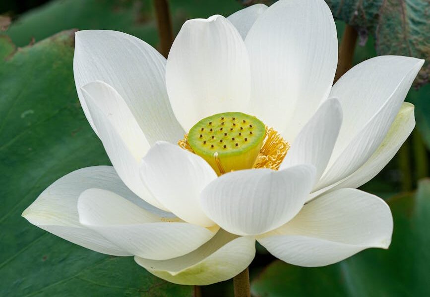 white blooming lotus flower