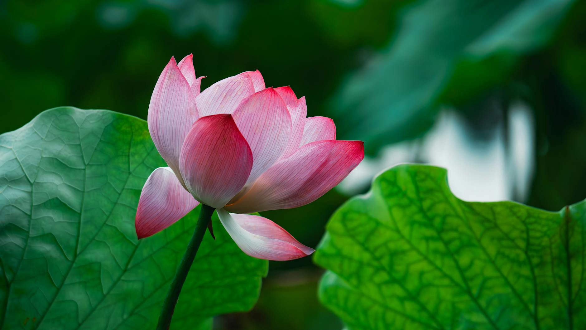 pink lotus flower