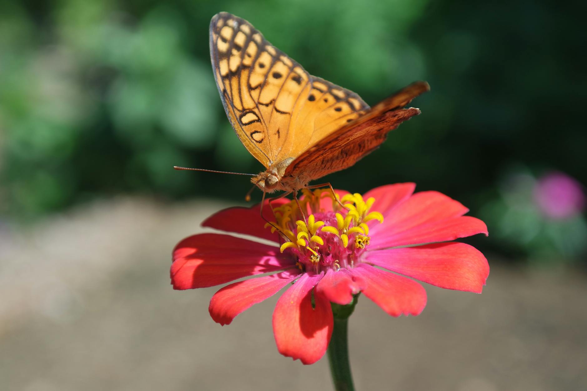 stunning butterfly on vibrant red zinnia flower